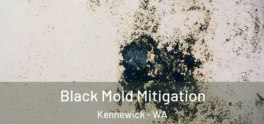  Black Mold Mitigation Kennewick - WA