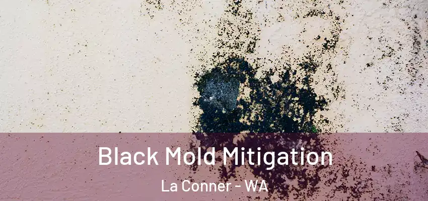 Black Mold Mitigation La Conner - WA