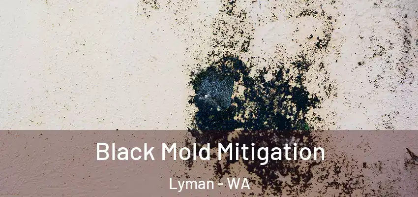 Black Mold Mitigation Lyman - WA