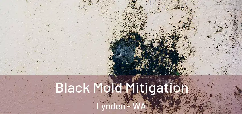  Black Mold Mitigation Lynden - WA