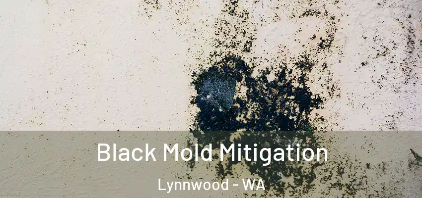  Black Mold Mitigation Lynnwood - WA