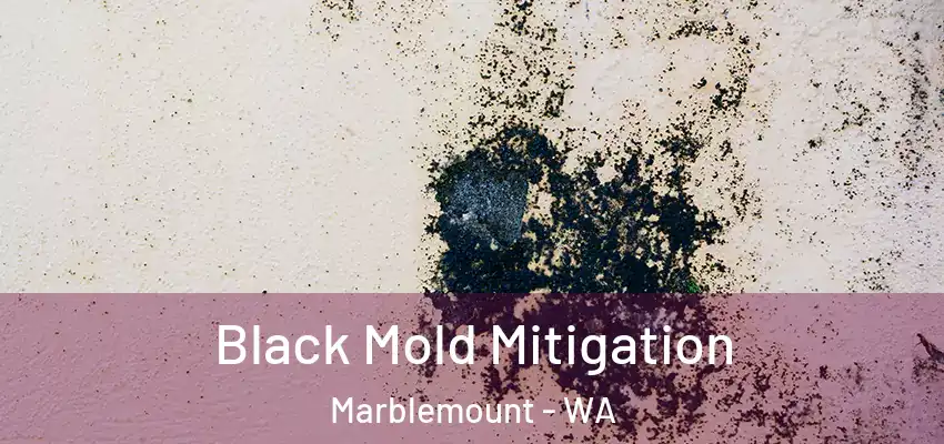  Black Mold Mitigation Marblemount - WA