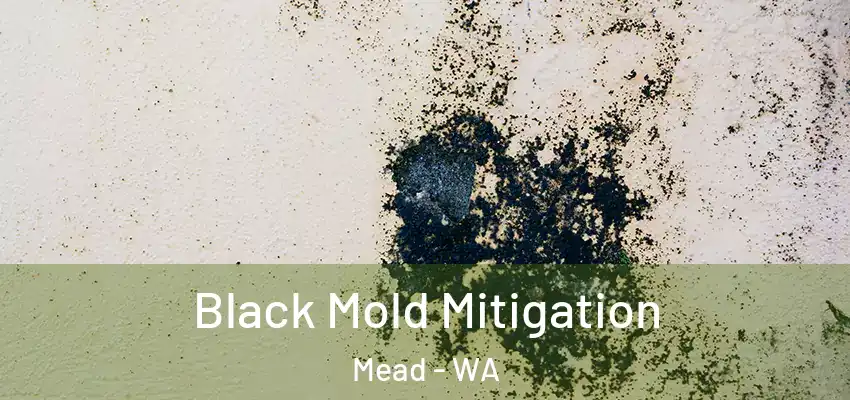  Black Mold Mitigation Mead - WA