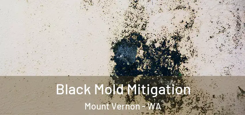  Black Mold Mitigation Mount Vernon - WA