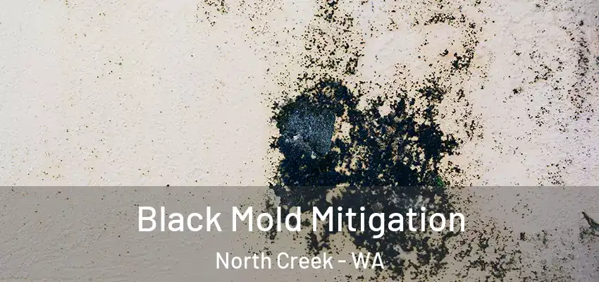  Black Mold Mitigation North Creek - WA