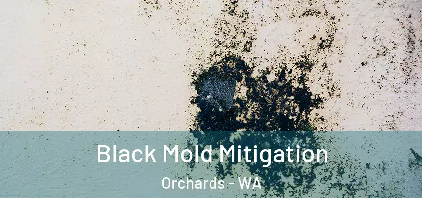 Black Mold Mitigation Orchards - WA