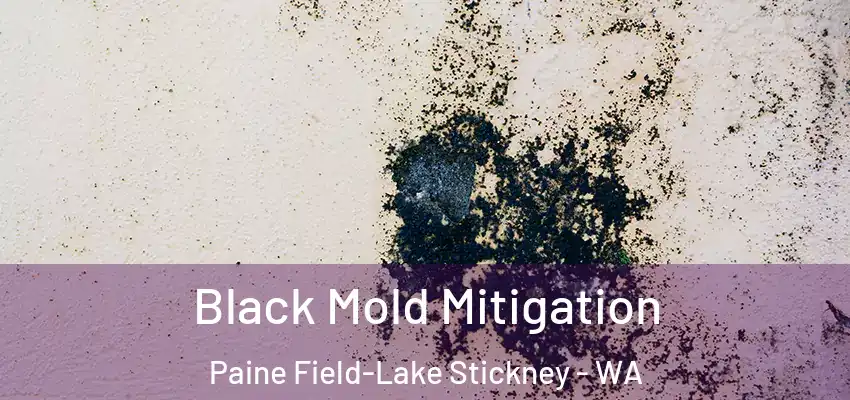  Black Mold Mitigation Paine Field-Lake Stickney - WA
