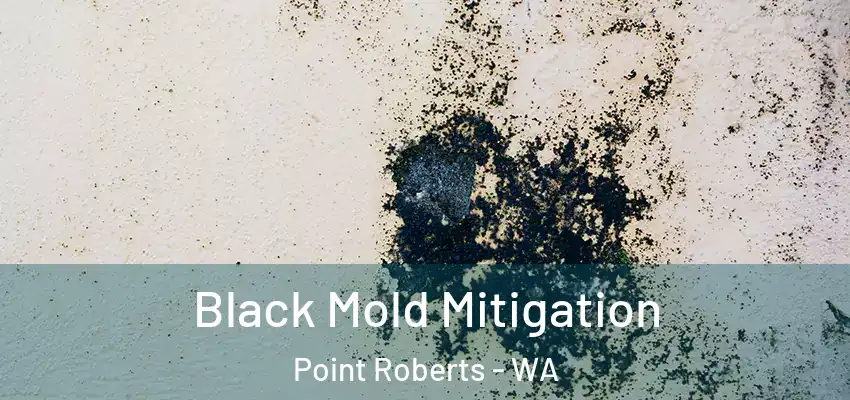  Black Mold Mitigation Point Roberts - WA