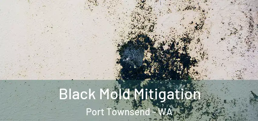  Black Mold Mitigation Port Townsend - WA