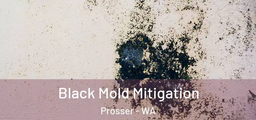  Black Mold Mitigation Prosser - WA