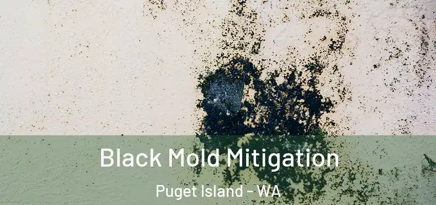 Black Mold Mitigation Puget Island - WA