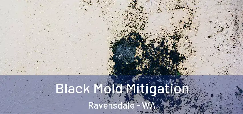  Black Mold Mitigation Ravensdale - WA