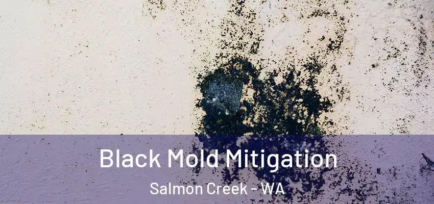 Black Mold Mitigation Salmon Creek - WA
