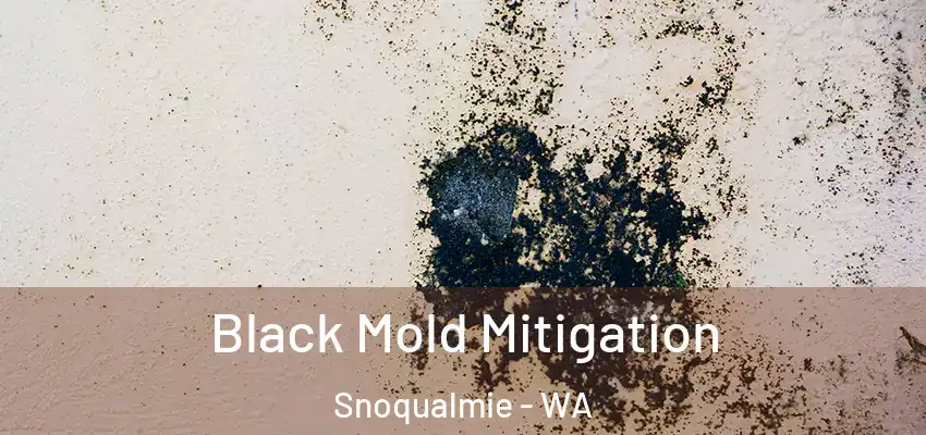  Black Mold Mitigation Snoqualmie - WA