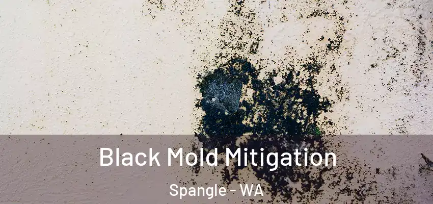  Black Mold Mitigation Spangle - WA