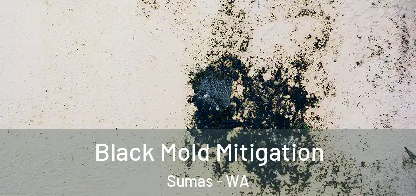  Black Mold Mitigation Sumas - WA