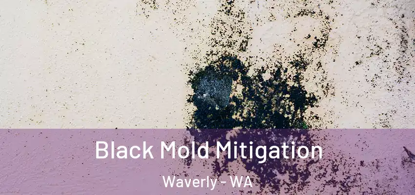  Black Mold Mitigation Waverly - WA