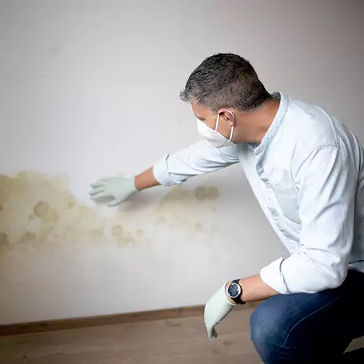 Trusted Mold Remediation and Removal Experts in Bellevue, WA