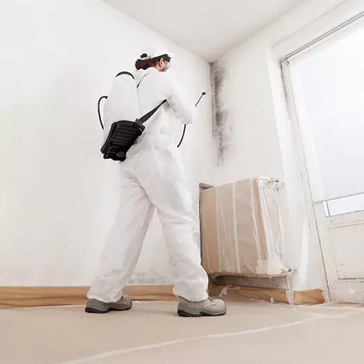 Trusted Black Mold Clean Up Experts in Bellevue, WA