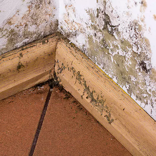 Trusted Cleaning Mold From Wood Specialists in Bellevue, WA
