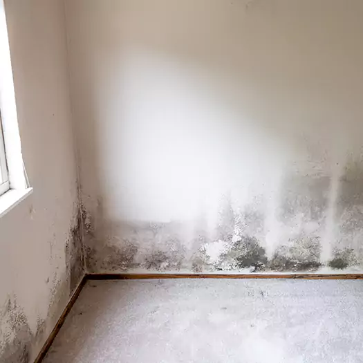 Trusted Mold Cleanup Specialists in Bellevue, WA