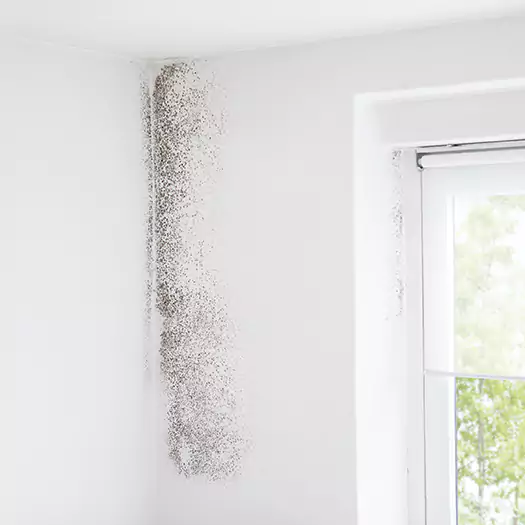 Trusted Mold Eradication Professionals Serving in Bellevue, WA