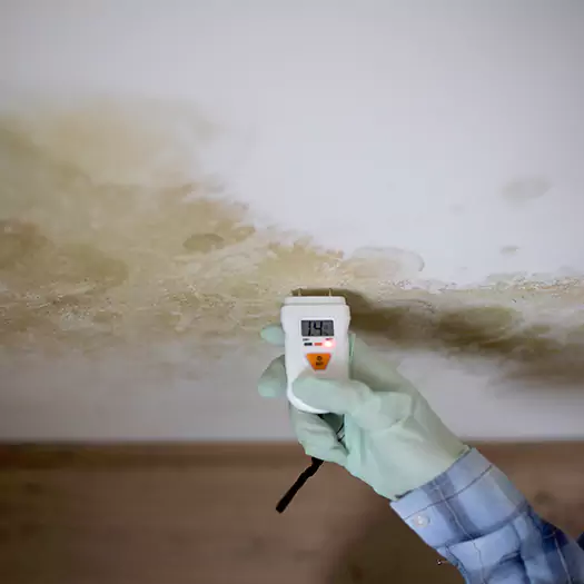 Reliable Mold Inspection Experts in Bellevue, WA