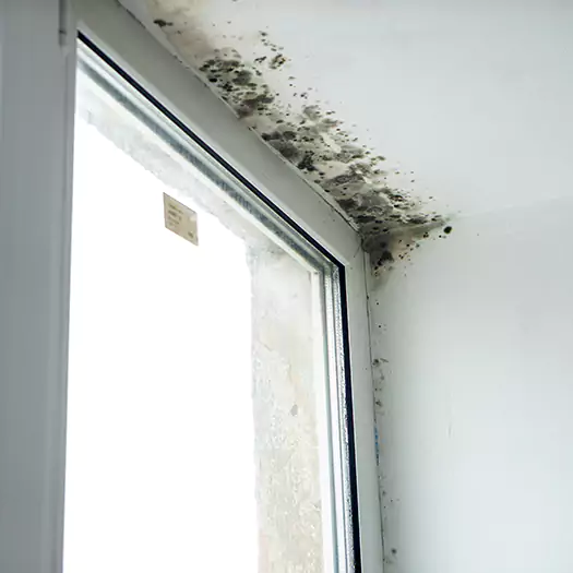 Trusted Mold on Bathroom Ceiling Experts in Bellevue, WA