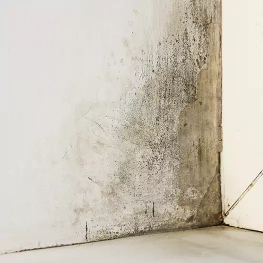 #1 Mold Remediation and Removal Experts in Bellevue, WA