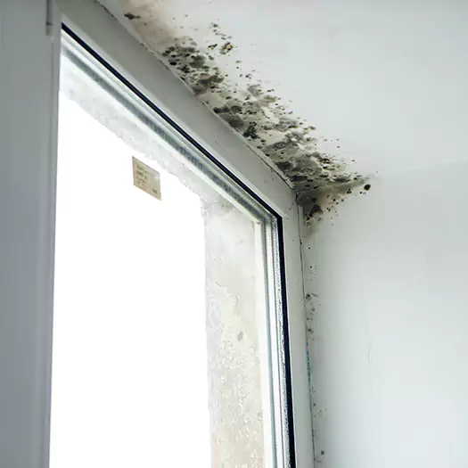 Reliable Mold Treatment Specialists in Bellevue, WA