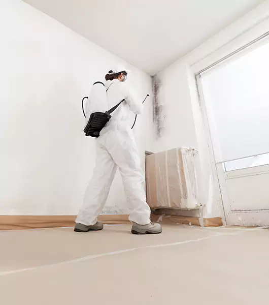 Specialists in All Areas of Mold Remediation and Water Damage Restoration in Bellevue, WA