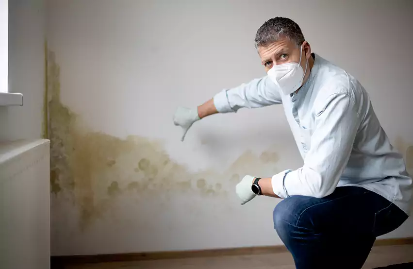 Mold Removal in Bellevue, WA