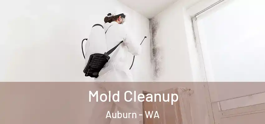  Mold Cleanup Auburn - WA