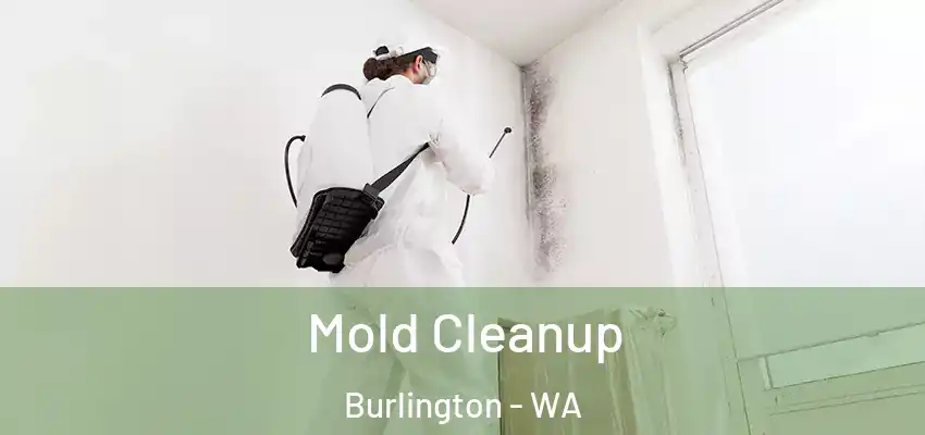  Mold Cleanup Burlington - WA