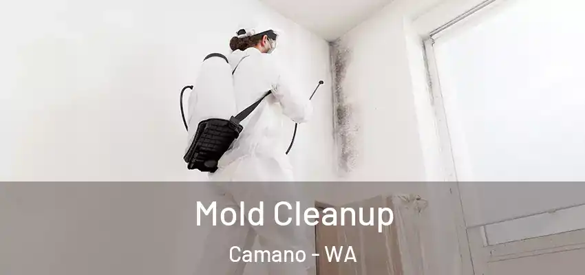  Mold Cleanup Camano - WA