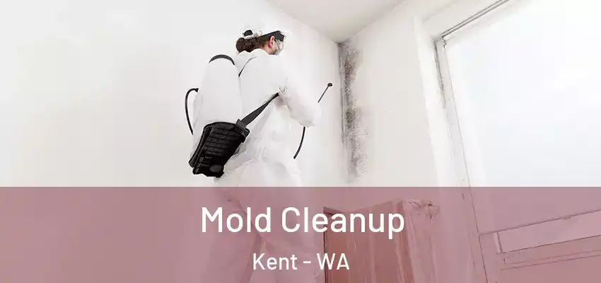  Mold Cleanup Kent - WA