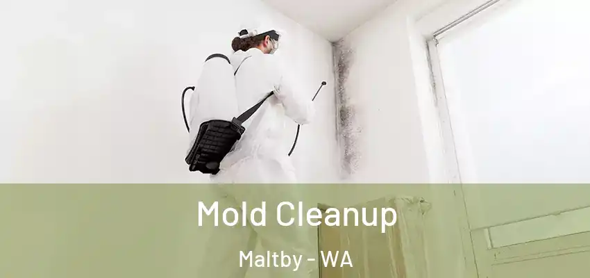  Mold Cleanup Maltby - WA