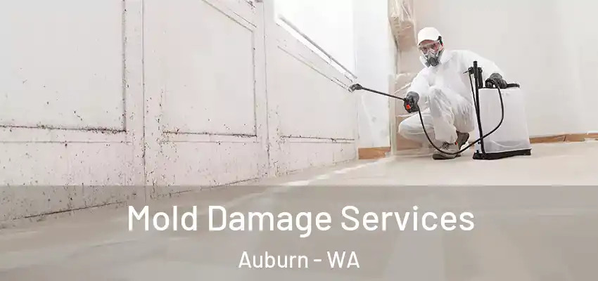  Mold Damage Services Auburn - WA