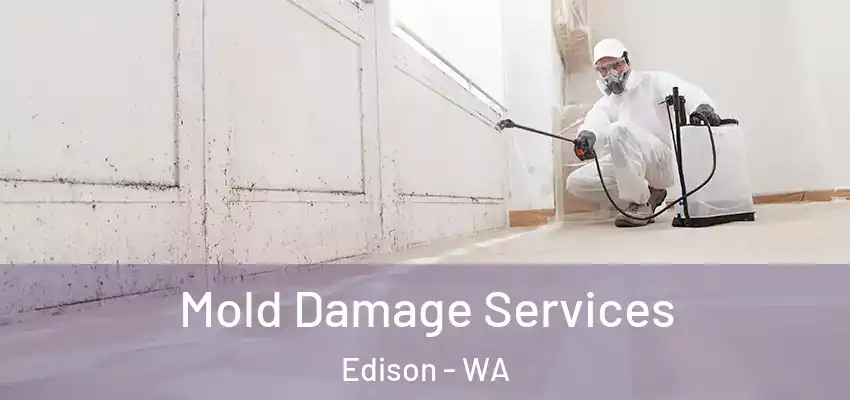  Mold Damage Services Edison - WA