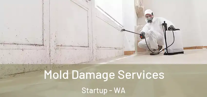  Mold Damage Services Startup - WA
