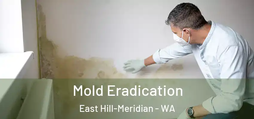  Mold Eradication East Hill-Meridian - WA