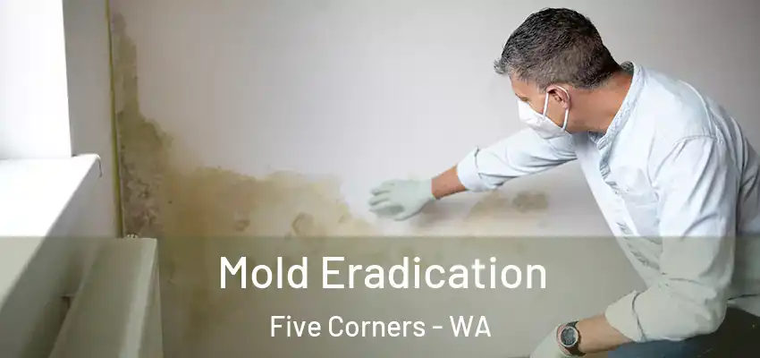  Mold Eradication Five Corners - WA