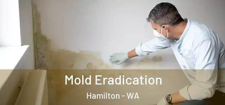  Mold Eradication Hamilton - WA