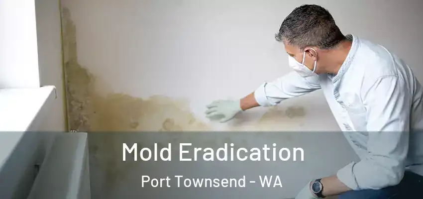  Mold Eradication Port Townsend - WA