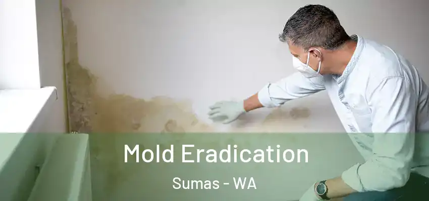  Mold Eradication Sumas - WA