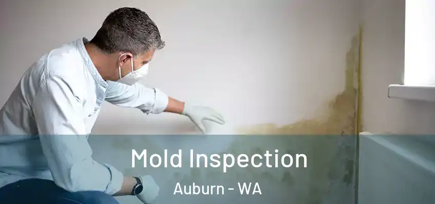  Mold Inspection Auburn - WA