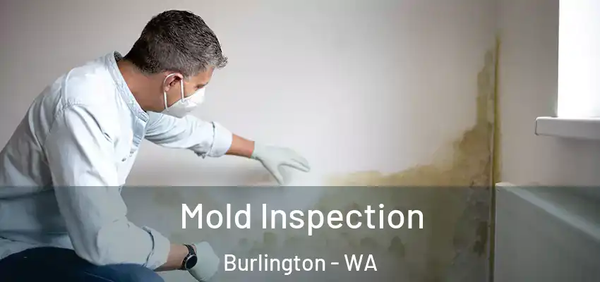 Mold Inspection Burlington - WA