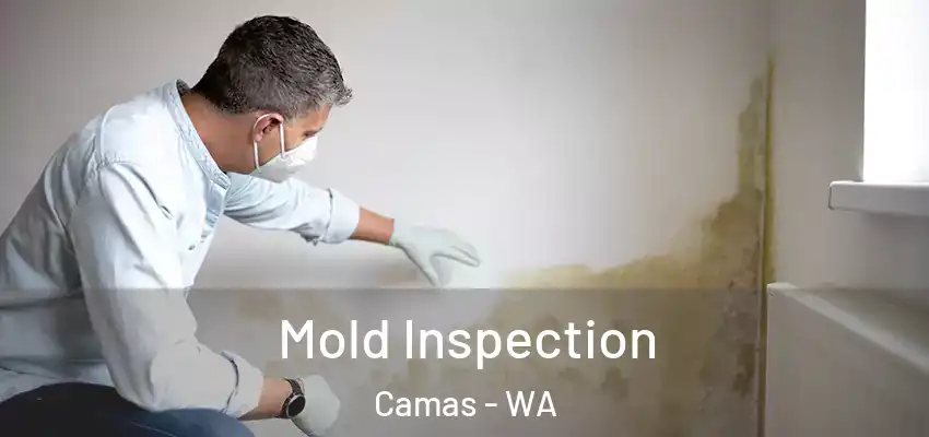  Mold Inspection Camas - WA