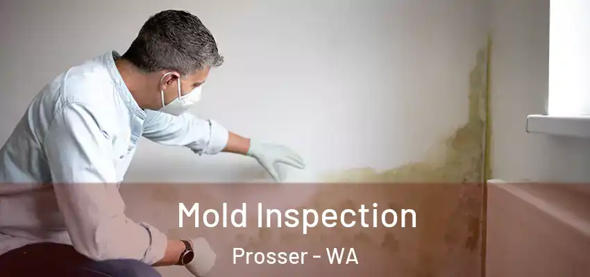  Mold Inspection Prosser - WA