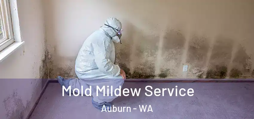  Mold Mildew Service Auburn - WA